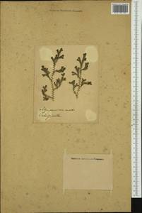 Selaginella, Australia & Oceania (AUSTR) (Australia)