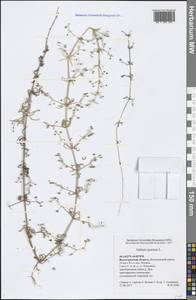 Galium spurium L., Eastern Europe, Lower Volga region (E9) (Russia)