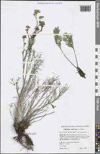 Filifolium sibiricum (L.) Kitam., Siberia, Baikal & Transbaikal region (S4) (Russia)