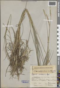 Leymus multicaulis (Kar. & Kir.) Tzvelev, Middle Asia, Caspian Ustyurt & Northern Aralia (M8) (Kazakhstan)