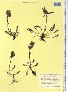 Pedicularis sudetica Willd., Siberia, Western Siberia (S1) (Russia)