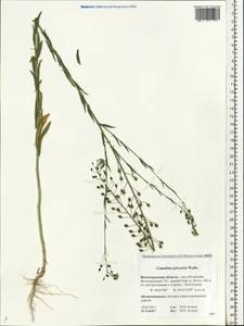 Camelina microcarpa subsp. pilosa (DC.) Jáv., Eastern Europe, Lower Volga region (E9) (Russia)