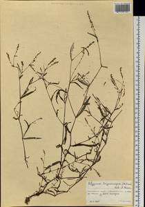 Persicaria erectominor var. trigonocarpa (Makino) Nakai, Siberia, Russian Far East (S6) (Russia)