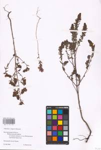 MHA 0 161 922, Odontites vulgaris, Eastern Europe, Central forest-and-steppe region (E6) (Russia)