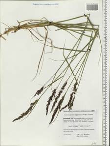 Calamagrostis lapponica (Wahlenb.) Hartm., Eastern Europe, Northern region (E1) (Russia)