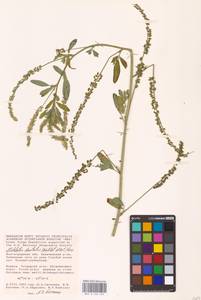 Melilotus dentatus (Waldst. & Kit.) Desf., Eastern Europe, Lower Volga region (E9) (Russia)