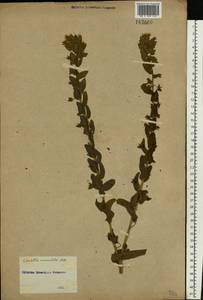Cerinthe minor L., Eastern Europe, Rostov Oblast (E12a) (Russia)