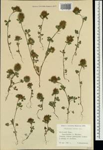 Trifolium hirtum All., Crimea (KRYM) (Russia)
