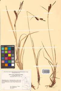 Carex membranacea Hook., Siberia, Chukotka & Kamchatka (S7) (Russia)