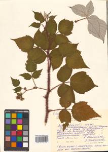 Rubus idaeus subsp. melanolasius Focke, Siberia, Russian Far East (S6) (Russia)