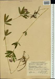 Trifolium lupinaster L., Siberia, Western Siberia (S1) (Russia)