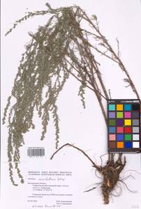 Artemisia marschalliana Spreng., Eastern Europe, Central forest-and-steppe region (E6) (Russia)
