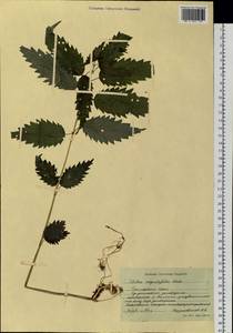 Urtica dioica var. holosericea Fr., Siberia, Russian Far East (S6) (Russia)