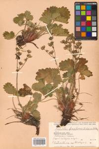 Potentilla fragiformis Willd. ex D. F. K. Schltdl., Siberia, Russian Far East (S6) (Russia)