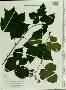Rubus nessensis Hall, Eastern Europe, Central forest region (E5) (Russia)