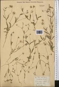 Lomelosia olivieri (Coult.) Greuter & Burdet, Middle Asia, Muyunkumy, Balkhash & Betpak-Dala (M9) (Kazakhstan)