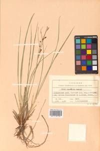 Carex aquatilis var. aquatilis, Siberia, Russian Far East (S6) (Russia)