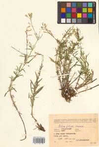 Silene foliosa Maxim., Siberia, Russian Far East (S6) (Russia)