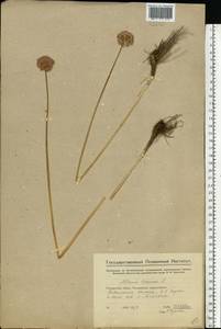 Allium lineare L., Eastern Europe, Middle Volga region (E8) (Russia)