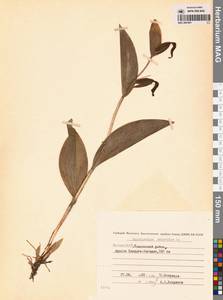 Cypripedium calceolus L., Siberia, Yakutia (S5) (Russia)