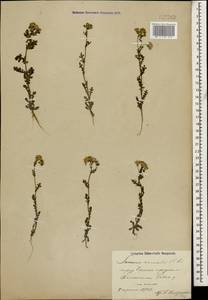 Senecio vernalis Waldst. & Kit., Caucasus, Azerbaijan (K6) (Azerbaijan)