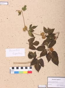 Humulus lupulus L., Siberia, Altai & Sayany Mountains (S2) (Russia)