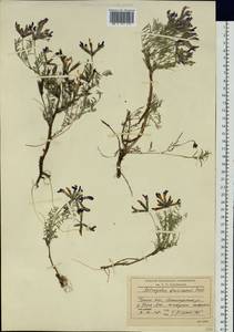 Astragalus syriacus L., Siberia, Baikal & Transbaikal region (S4) (Russia)