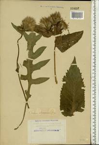 Cirsium oleraceum (L.) Scop., Eastern Europe, Northern region (E1) (Russia)