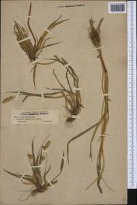 Setaria pumila (Poir.) Roem. & Schult., Western Europe (EUR) (France)