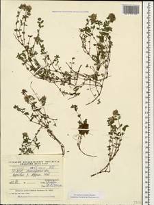 Thymus collinus M.Bieb., Caucasus, North Ossetia, Ingushetia & Chechnya (K1c) (Russia)