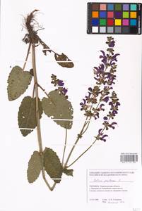 MHA 0 156 309, Salvia pratensis L., Eastern Europe, South Ukrainian region (E12) (Ukraine)