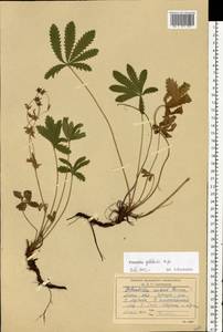 Potentilla thuringiaca Bernh. ex Link, Eastern Europe, Moscow region (E4a) (Russia)