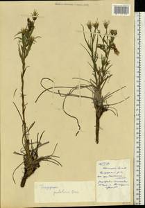 Tragopogon podolicus Besser ex DC., Eastern Europe, South Ukrainian region (E12) (Ukraine)