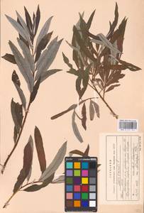 Salix viminalis L., Eastern Europe, Northern region (E1) (Russia)