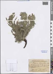 Onosma dichroantha Boiss., Middle Asia, Western Tian Shan & Karatau (M3) (Uzbekistan)