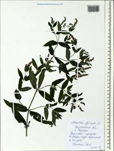 Mentha spicata L., Eastern Europe, Central region (E4) (Russia)