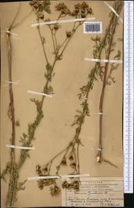 Jacobaea vulgaris subsp. vulgaris, Middle Asia, Western Tian Shan & Karatau (M3) (Kazakhstan)