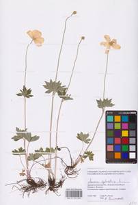 Anemone sylvestris L., Eastern Europe, South Ukrainian region (E12) (Ukraine)