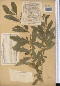 Cirsium arvense (L.) Scop., Middle Asia, Muyunkumy, Balkhash & Betpak-Dala (M9) (Kazakhstan)