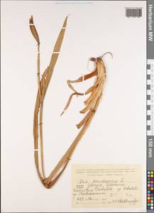 Iris pseudacorus L., Caucasus, Georgia (K4) (Georgia)