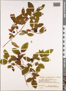 Vaccinium membranaceum Douglas ex Hook., America (AMER) (United States)