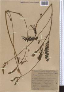 Onobrychis arenaria (Kit.) DC., Middle Asia, Western Tian Shan & Karatau (M3) (Kyrgyzstan)