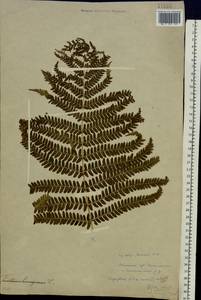 Dryopteris filix-mas (L.) Schott, Eastern Europe, Middle Volga region (E8) (Russia)