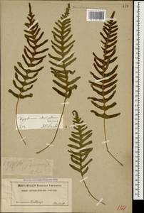 Polypodium interjectum Shivas, Caucasus (no precise locality) (K0)