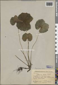 Plagiorhegma dubium Maxim., Siberia, Russian Far East (S6) (Russia)