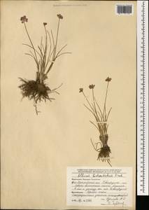Allium bidentatum Fisch. ex Prokh. & Ikonn.-Gal., Mongolia (MONG) (Mongolia)