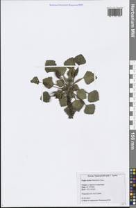 Trapa incisa Siebold & Zucc., Siberia, Russian Far East (S6) (Russia)