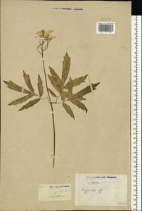 Cardamine quinquefolia (M.Bieb.) Schmalh., Eastern Europe, Central forest-and-steppe region (E6) (Russia)
