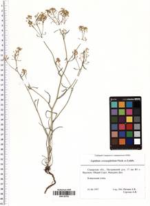 Lepidium coronopifolium Fisch., Eastern Europe, Middle Volga region (E8) (Russia)