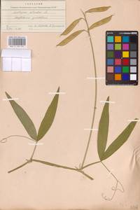 Lathyrus sylvestris L., Eastern Europe, Middle Volga region (E8) (Russia)